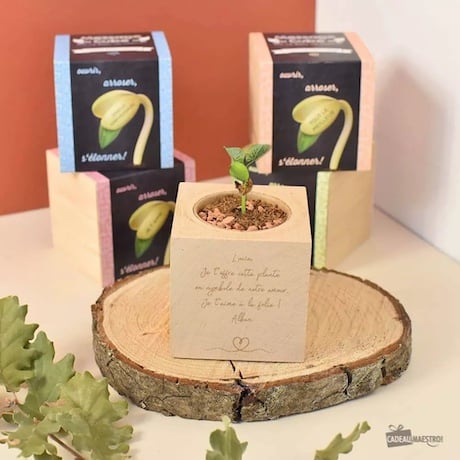 la plante à message d'amour